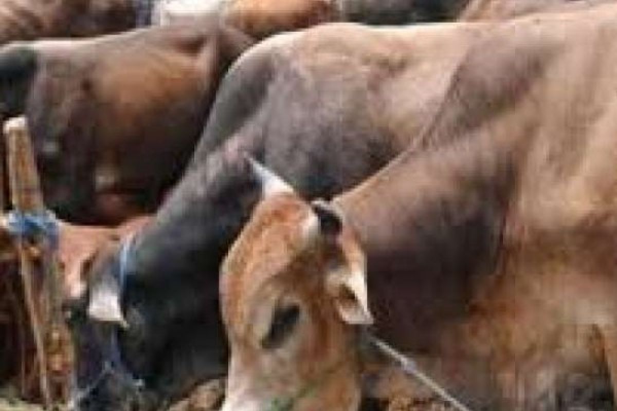   Kebutuhan Hewan Kurban Bengkalis Capai 1.659 Sapi