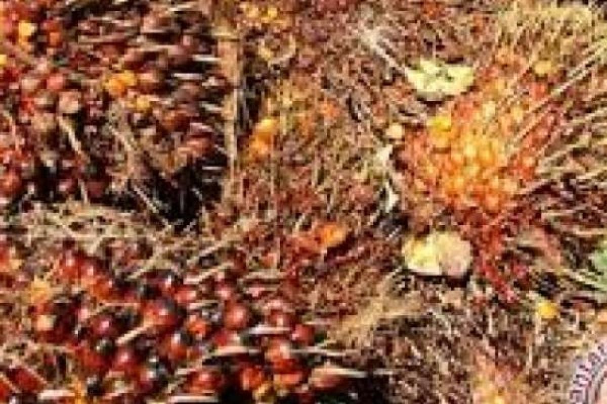  Harga TBS Sawit Riau Naik Rp2,41/kg