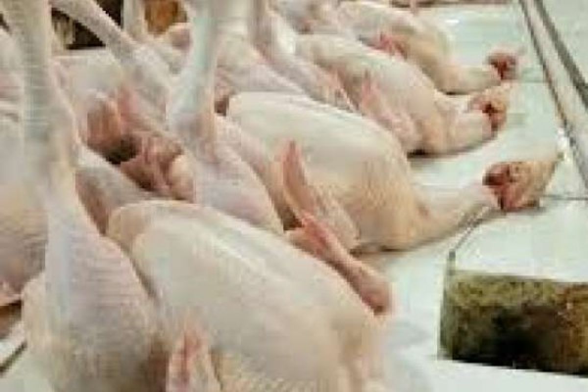  Jelang Hari Raya Idul Adha, Harga Ayam Potong Di Inhil Turun