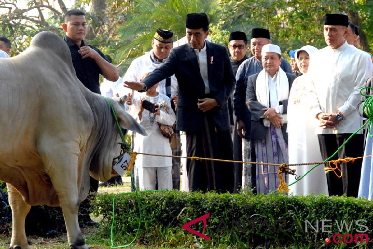 President`s sacrificial cows to produce 750 bags of meat