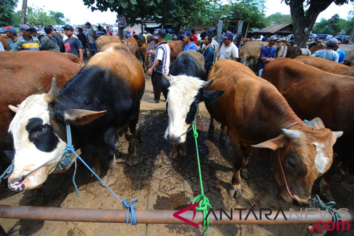 Bangsawan asal Malaysia sumbang 22 sapi kurban ke Jateng