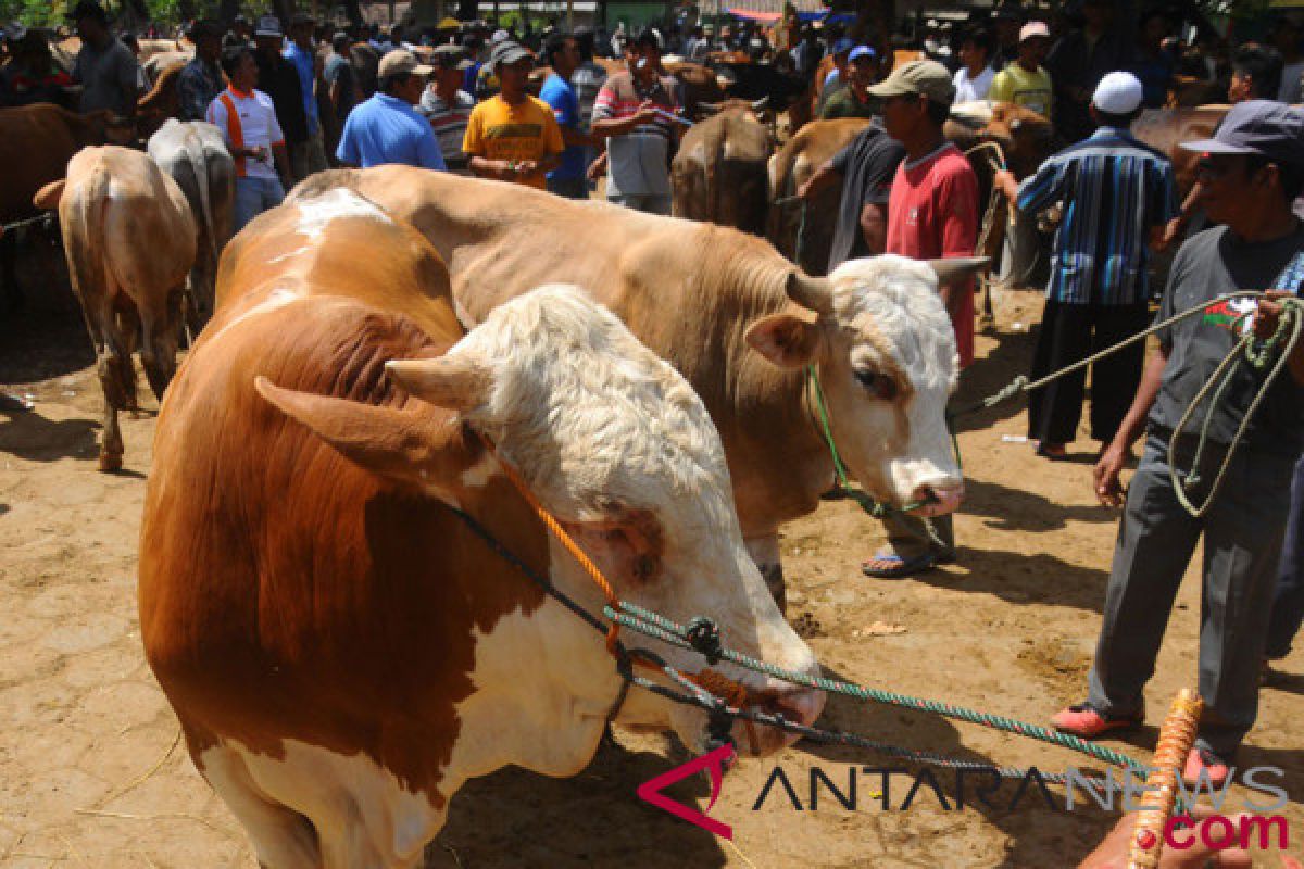 Pedagang hewan kurban tetap jual di trotoar