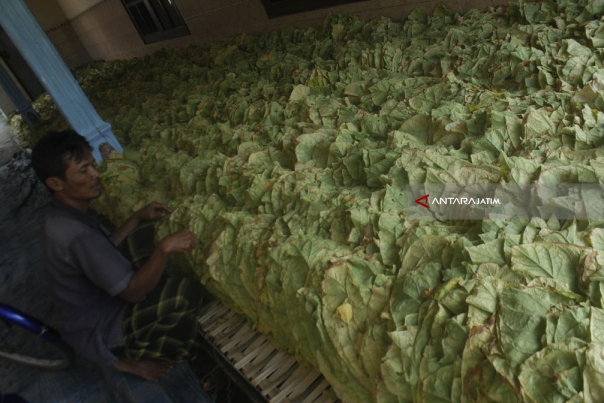 HARGA TEMBAKAU DI PROBOLINGGO TINGGI