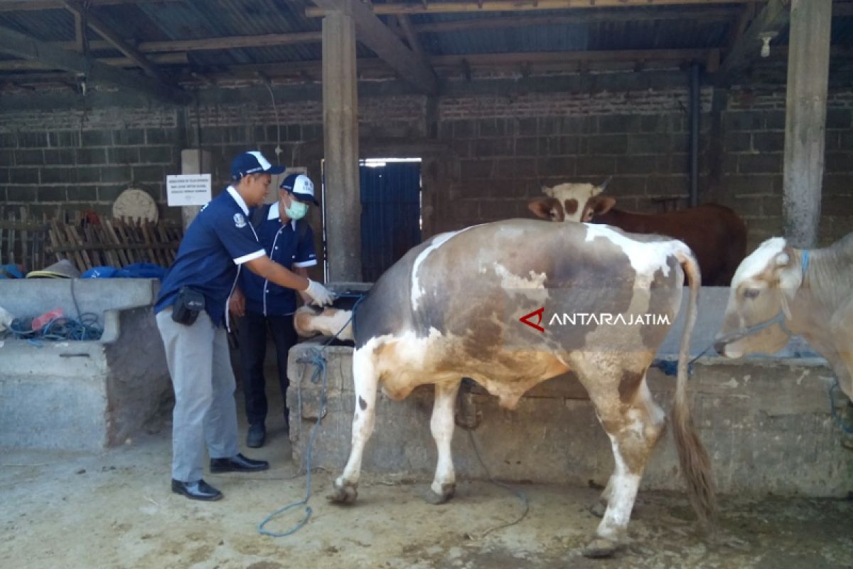 Petugas di Kediri Periksa Kesehatan Hewan Kurban (Video)