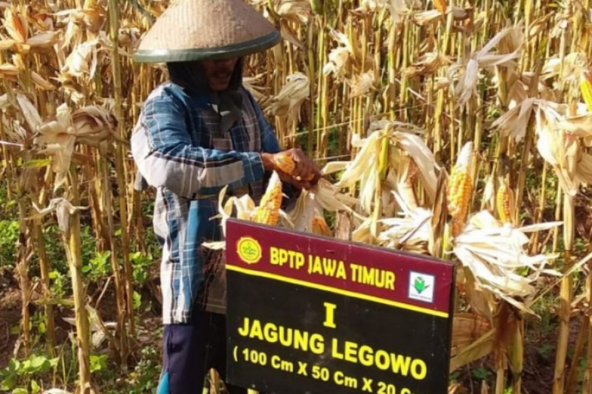 Rekayasa tanam jagung "double row" lebih produktif