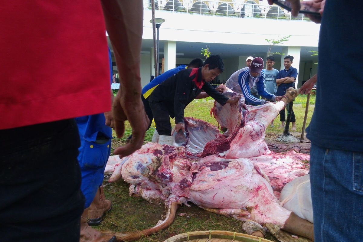 Sapi kurban presiden hasilkan 750 kantong daging, dibagi kepada warga miskin