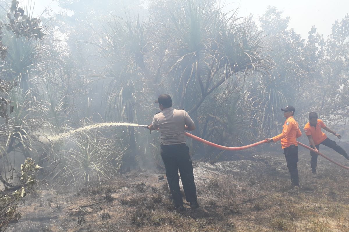 Hutan bakau di Bangka Tengah terbakar