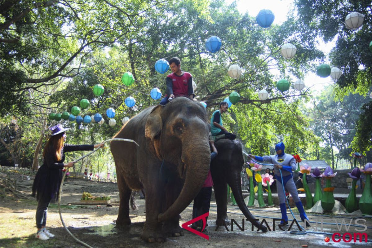 Taman Satwa Surakarta cari pengganti gajah jantan