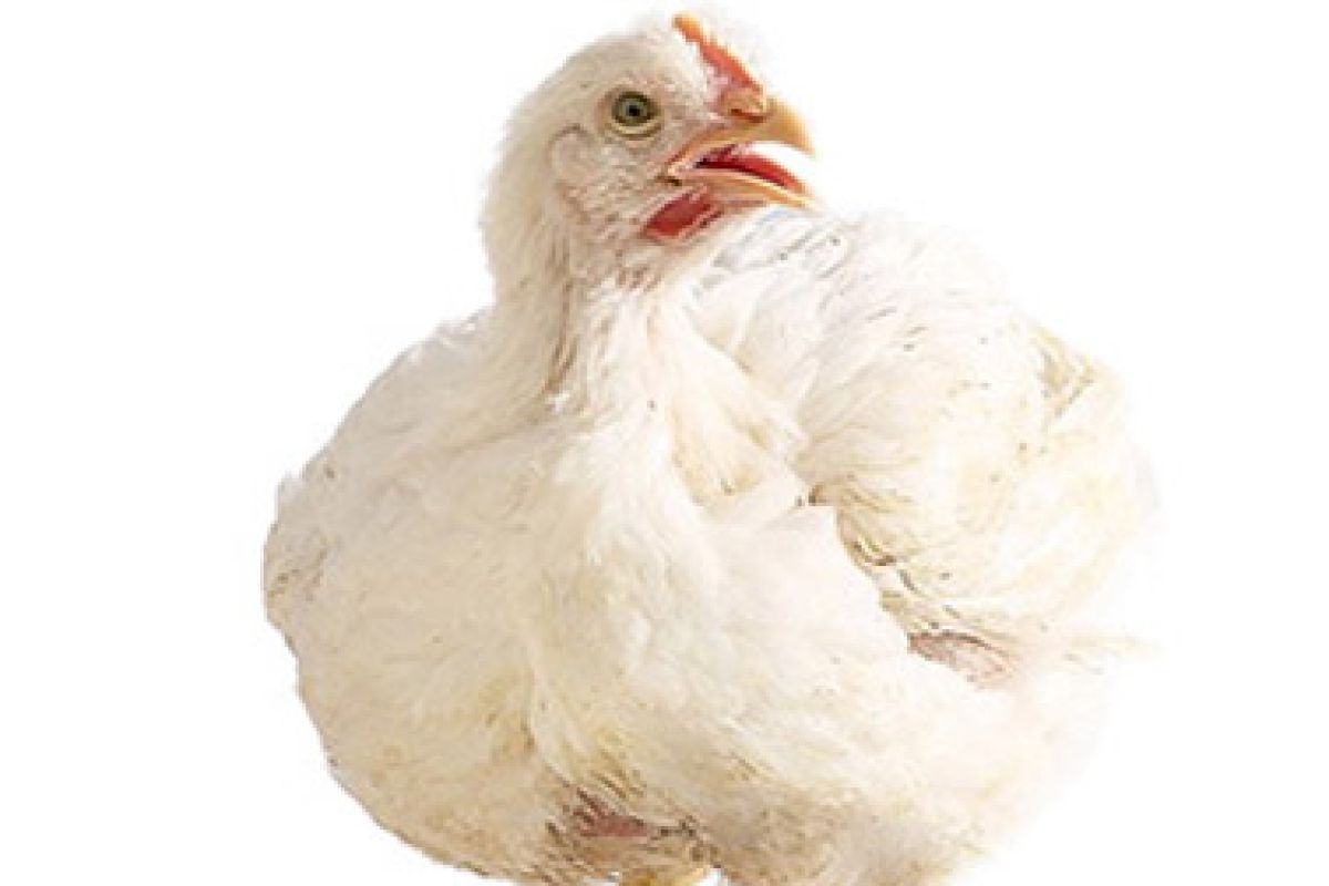 Kenaikkan harga ayam ras dorong inflasi Sumut