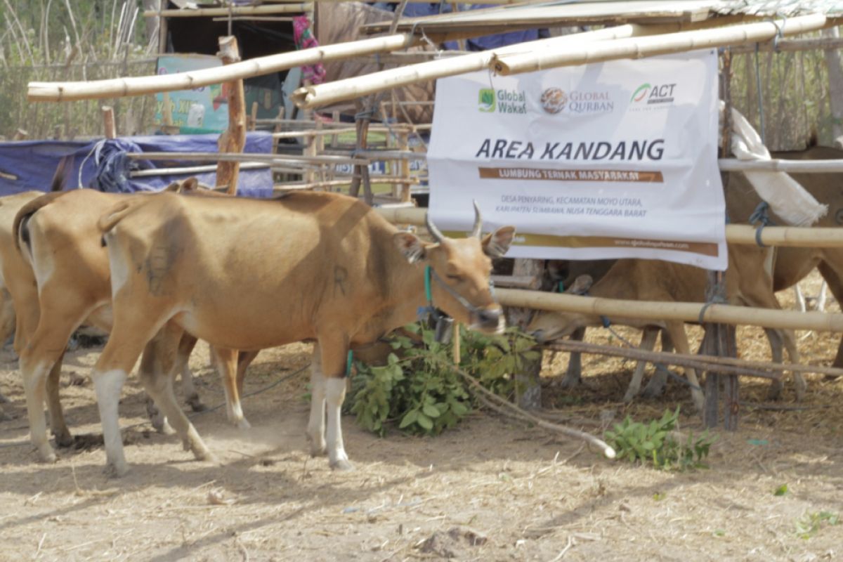 ACT sambut Idul Adha di Lombok