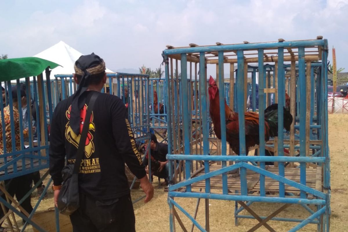 Ayam pelung se-Indonesia adu suara