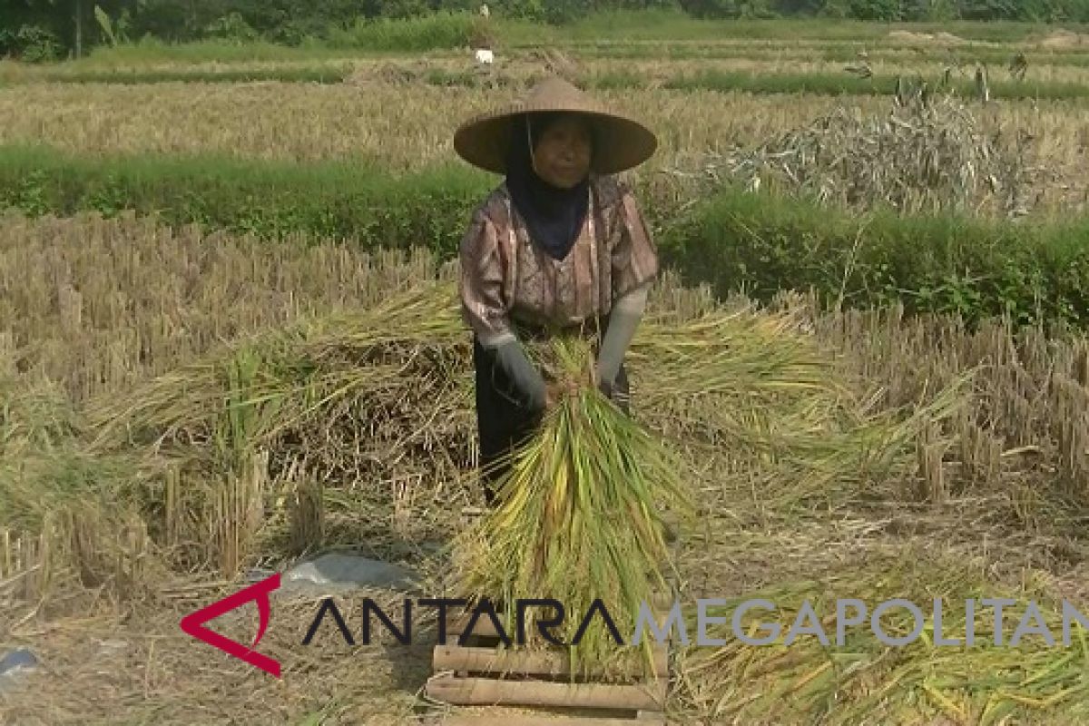 Jumlah petani di Sukabumi terus berkurang