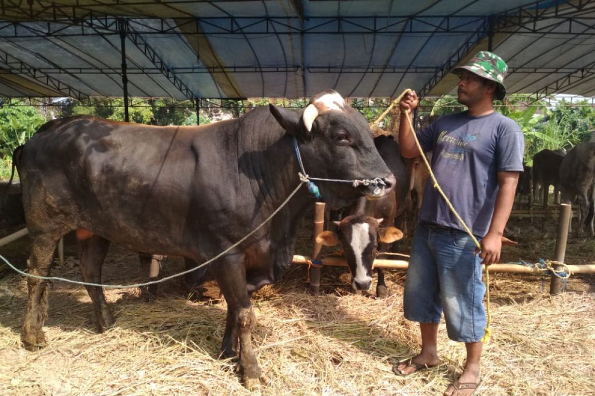 Pesanan sapi kurban Sukabumi tembus hingga Belanda