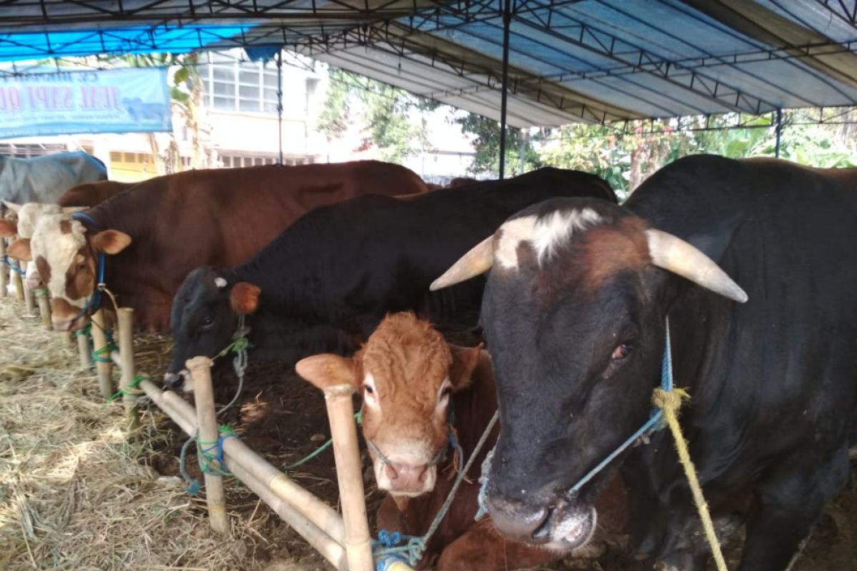 Penyembelihan sapi untuk Lebaran di Agam diprediksi naik