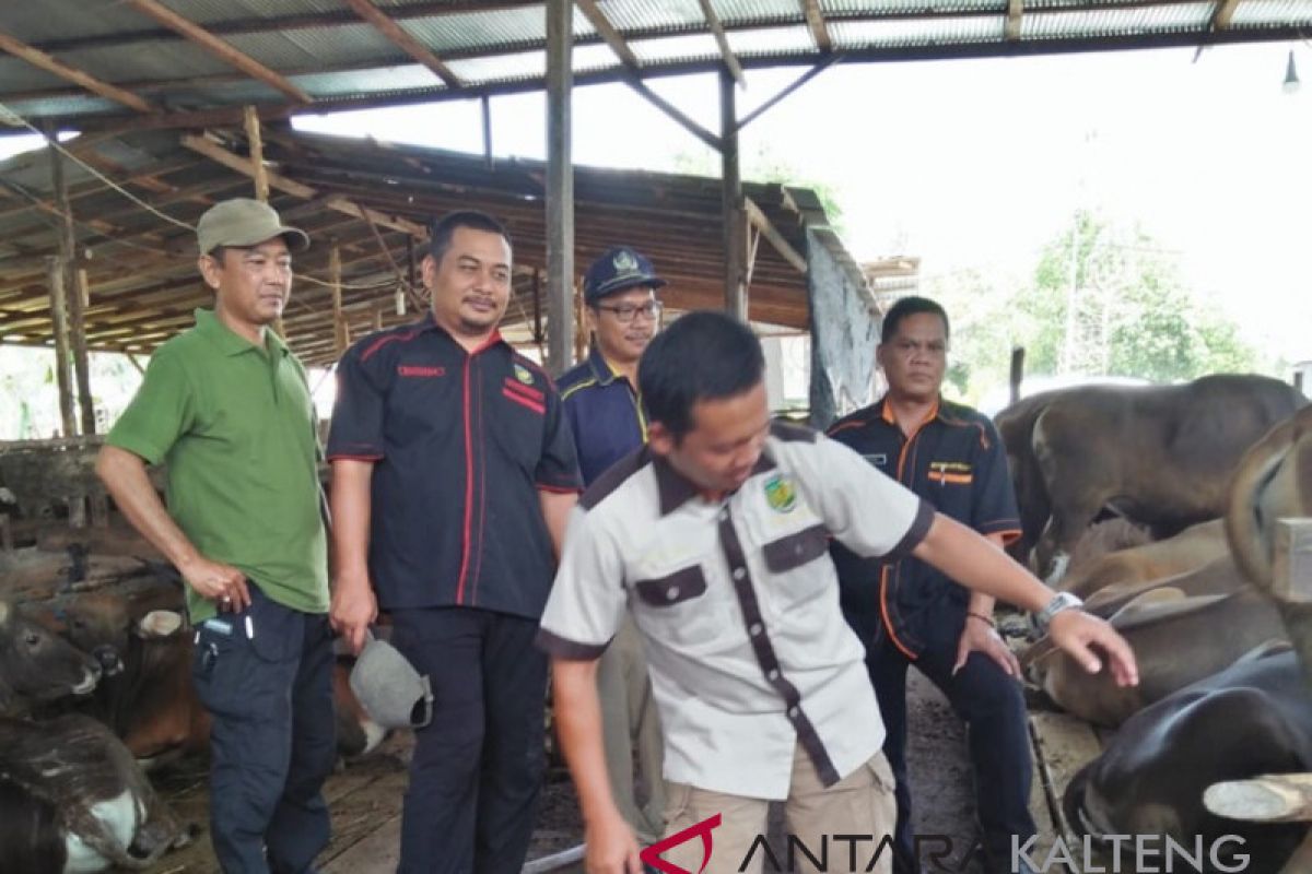 Ketersediaan hewan kurban Palangka Raya dipastikan cukup