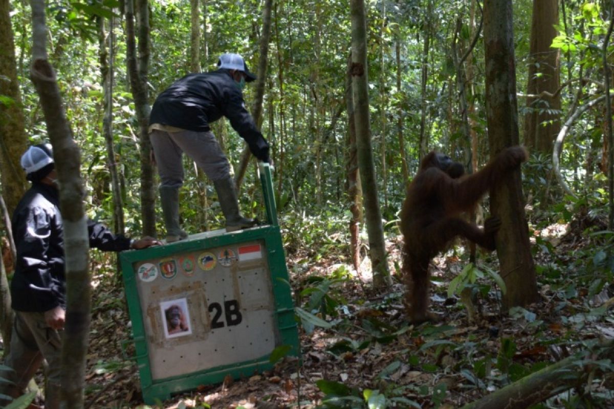 10 orangutan dilepasliarkan ke Taman Nasional
