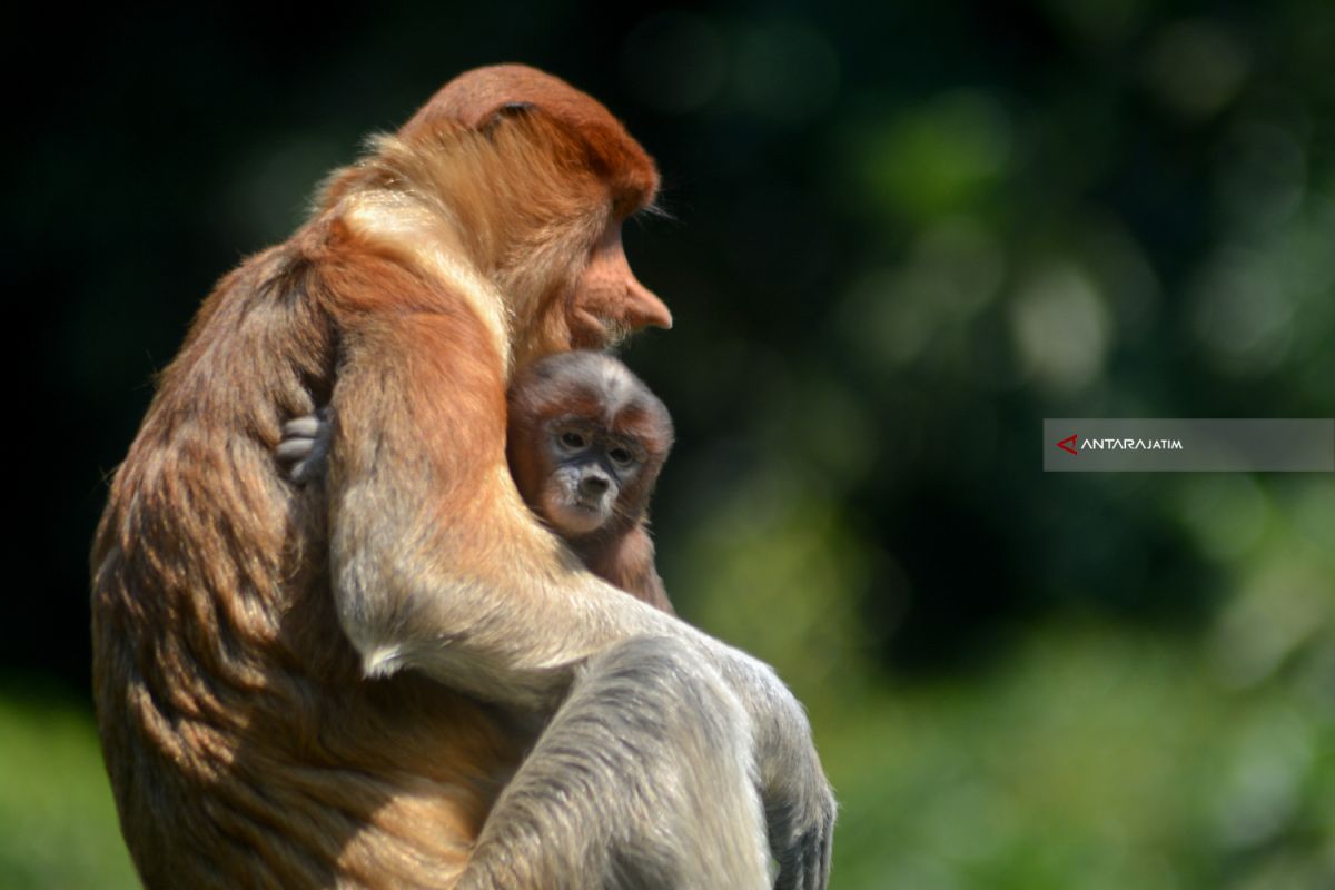 Bayi Kera Hidung Panjang Bekantan