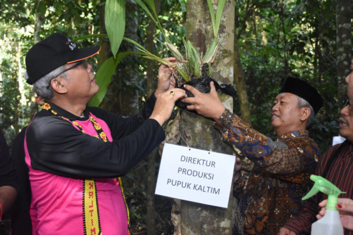 Pupuk Kaltim reintroduksi 1.000 anggrek hitam ke TNK