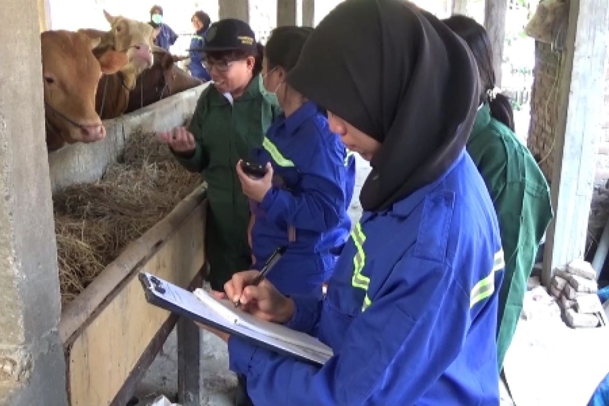 Petugas Kesehatan Hewan di Madiun Temukan Ternak Sakit