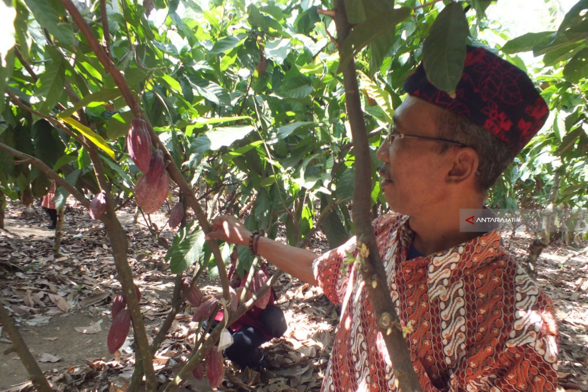 Puslit Koka Indonesia Dorong Petani Tingkatkan Agrobisnis Kopi dan Kakao