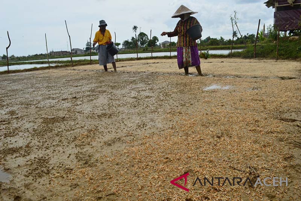 Petani Aceh Besar khawatir hujan ganggu hasil panen