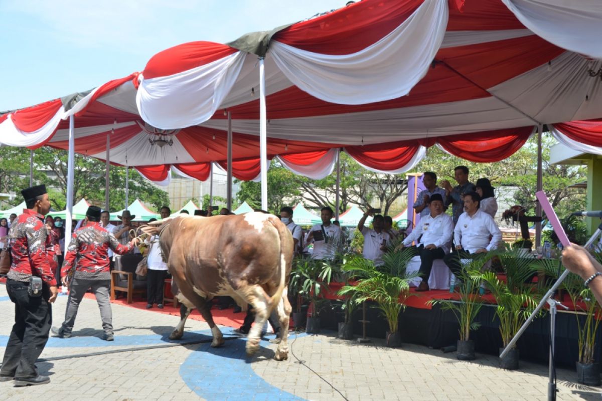 Sapi 1.075 Kilogram Juara Kontes Ternak Sidoarjo