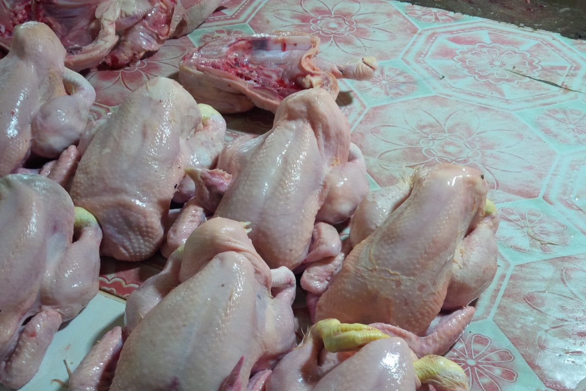 Harga daging ayam beku di Ambon turun