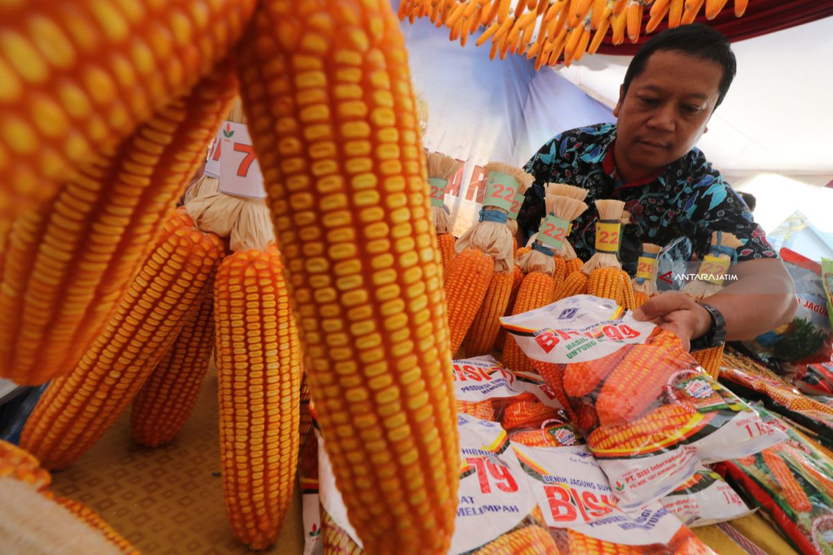 Pemprov bagikan bibit jagung ke petani Sumalata