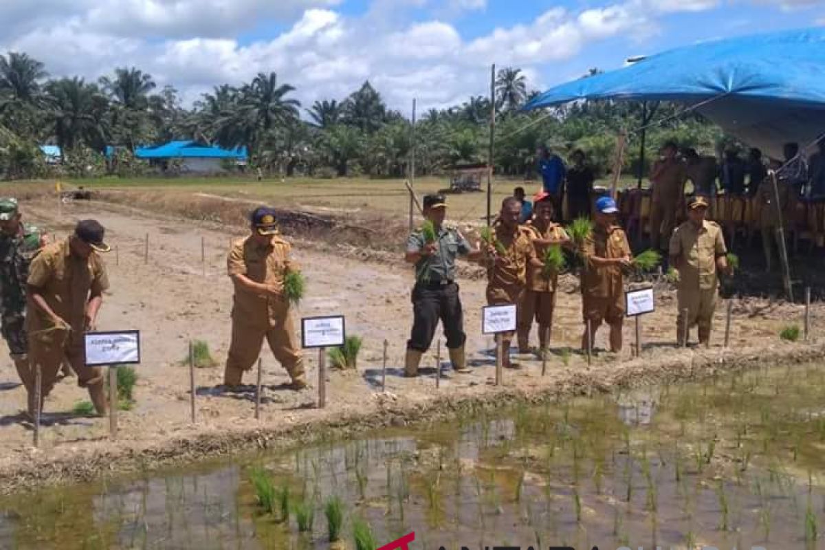 Jaga ketahanan pangan, Pasaman Barat cetak sawah baru 98 hektare