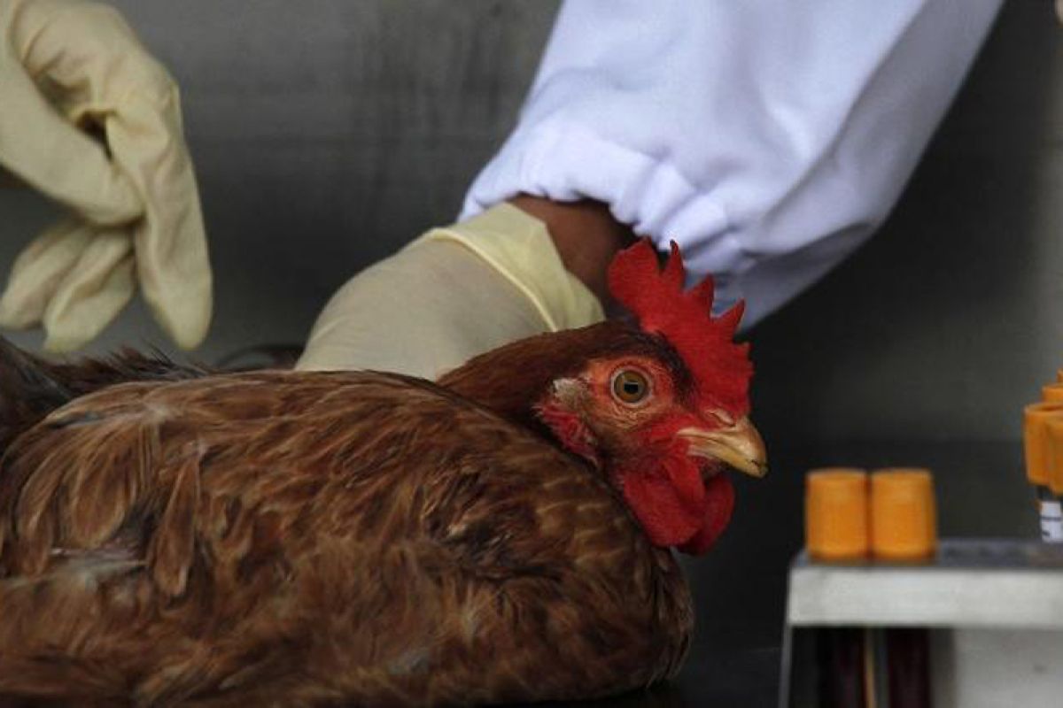 Flu burung mewabah, ratusan ayam di Mukomuko mati mendadak