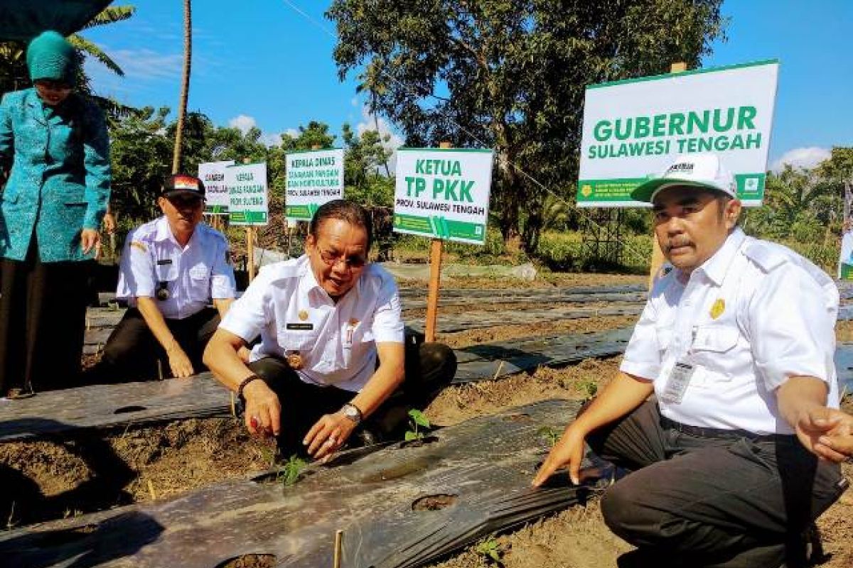 Gubernur Sulteng minta gerakan menanam cabai diintesifkan