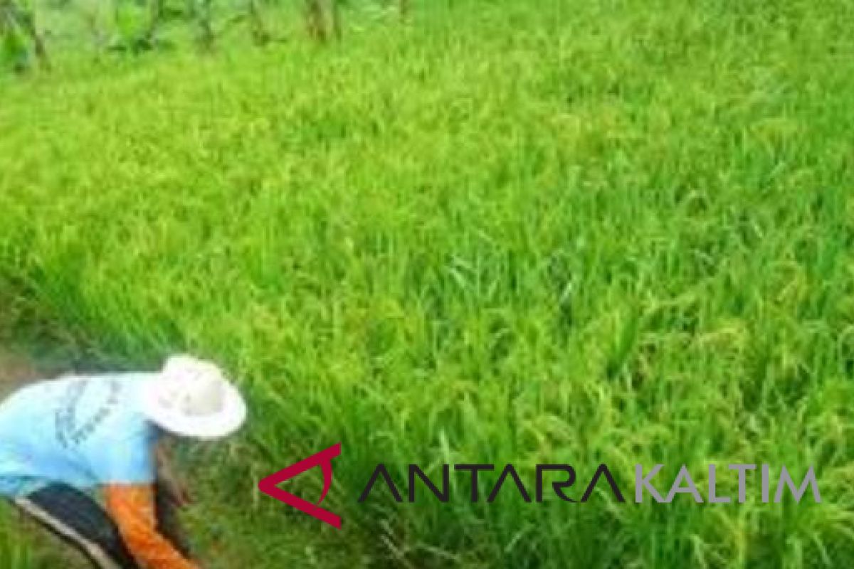 Puluhan hektare sawah Penajam diserang hama tikus