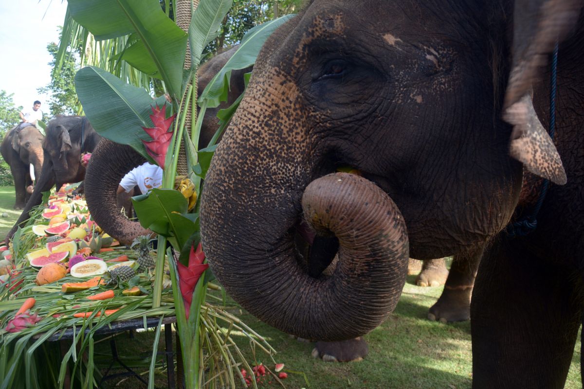 Pertamina bantu pelestarian gajah sumatera, elang bondol