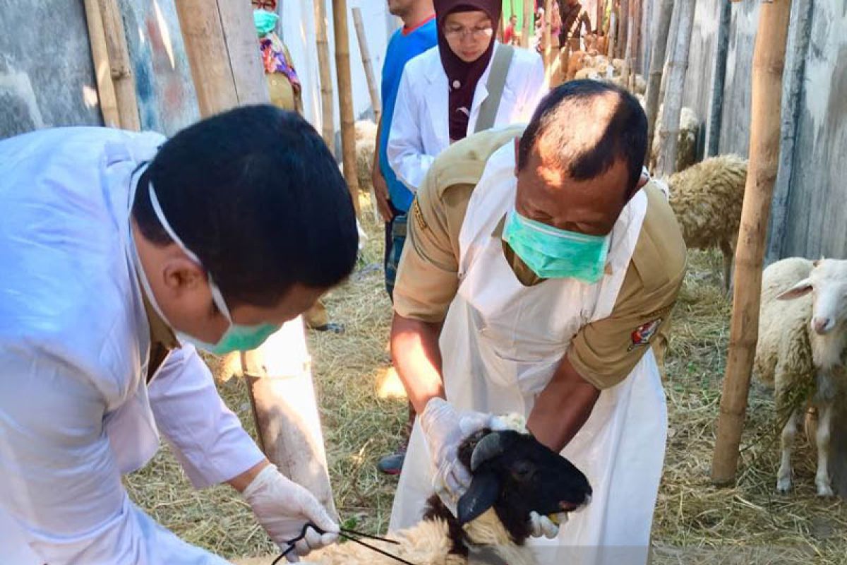 Dinas Peternakan  Bojonegoro  Cek Kesehatan Hewan Kurban