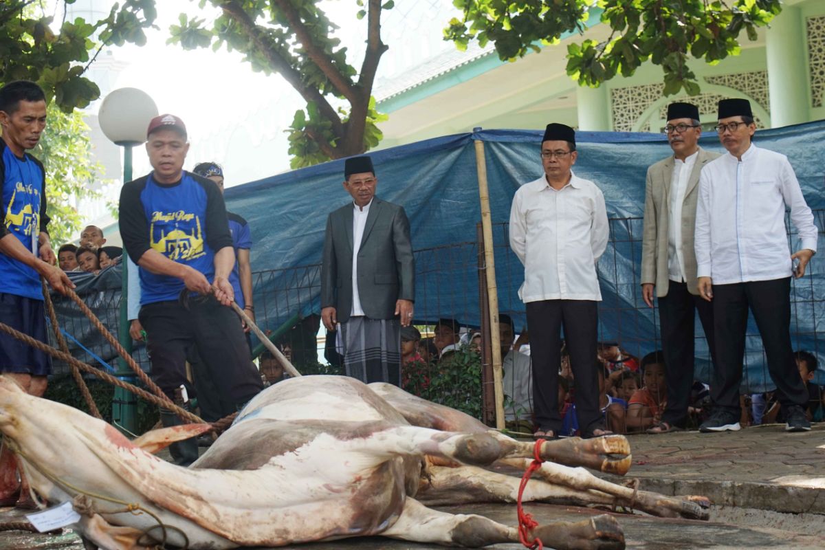 Hewan Kurban Di Masjid Al-Azhom Mengalami Kenaikan