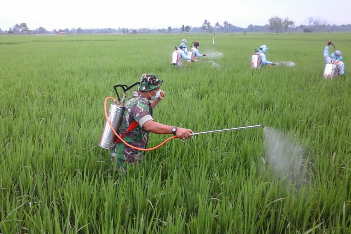 Kodim 0824 Dorong Pencapaian Luas Tambah Tanam di Jember