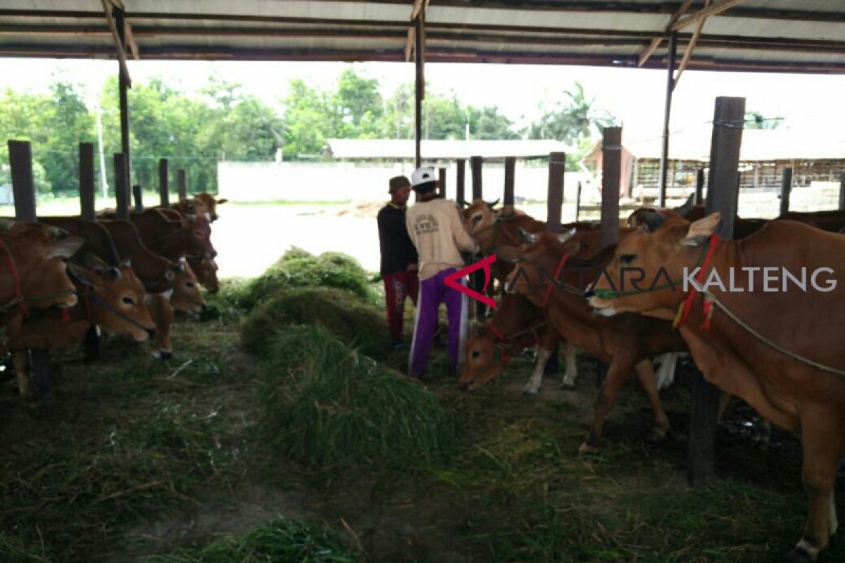 Perusahaan sawit diminta bantu pengembangan peternakan sapi