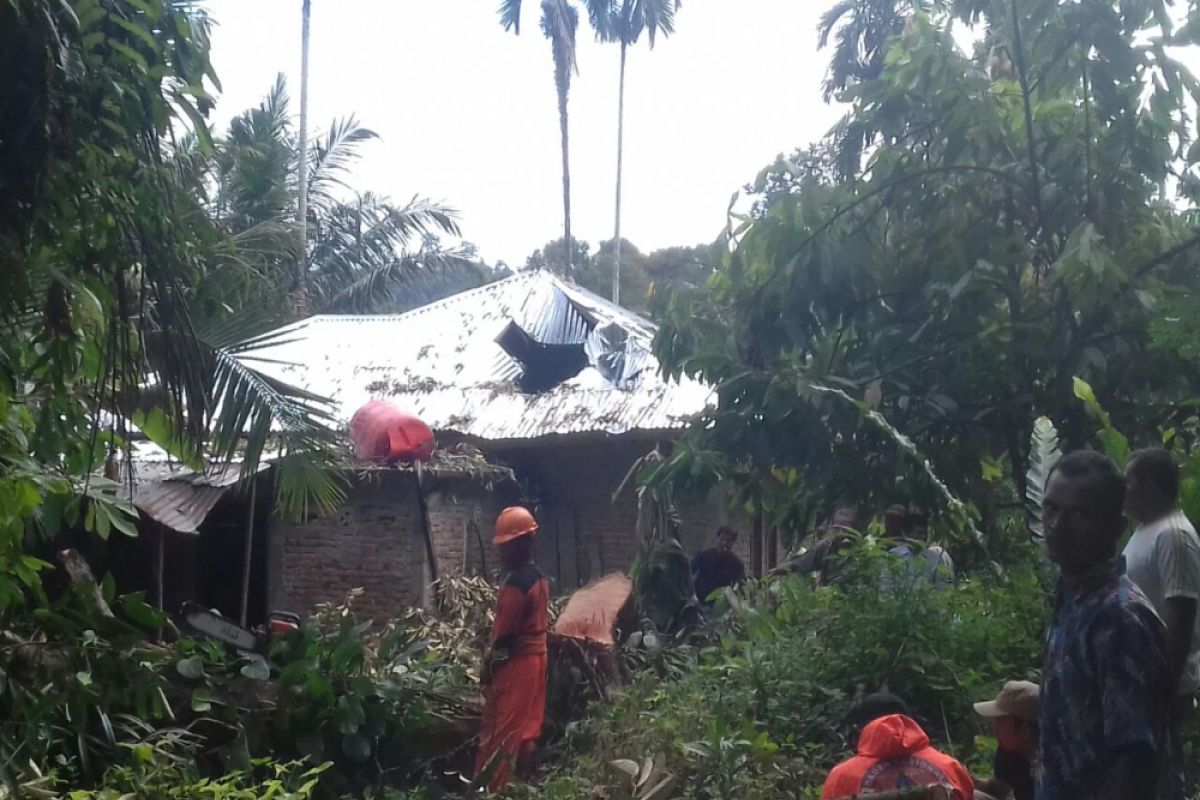 Satu unit rumah tertimpa pohon di Agam, satu orang luka ringan