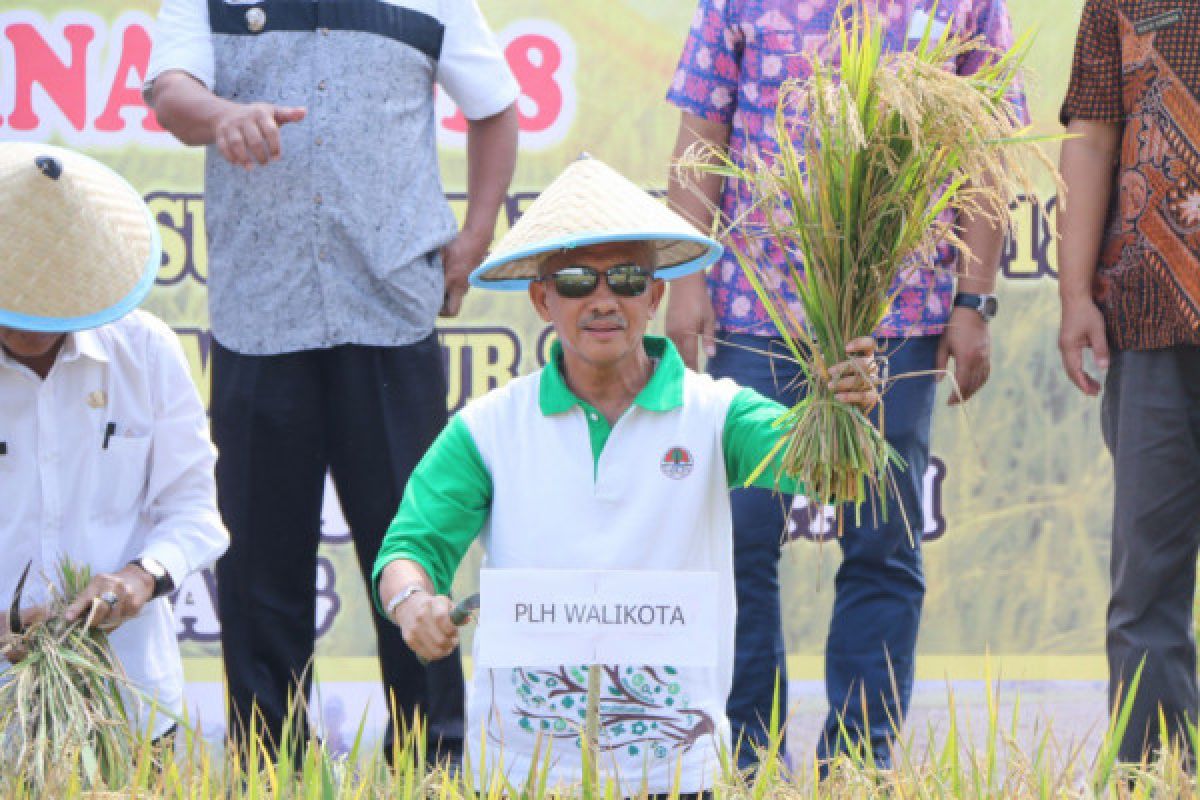 Palembang panen padi sawah lebak