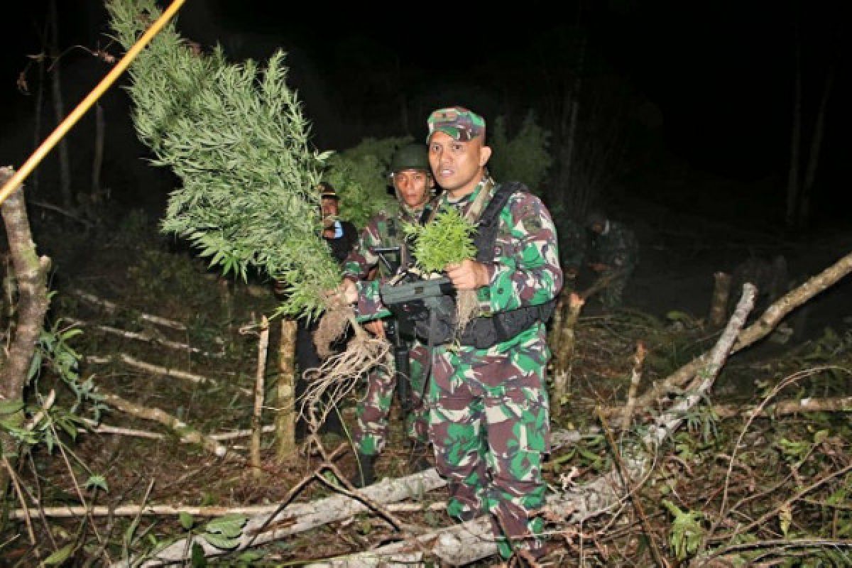 TNI tangkap pemilik ladang ganja di Wamena