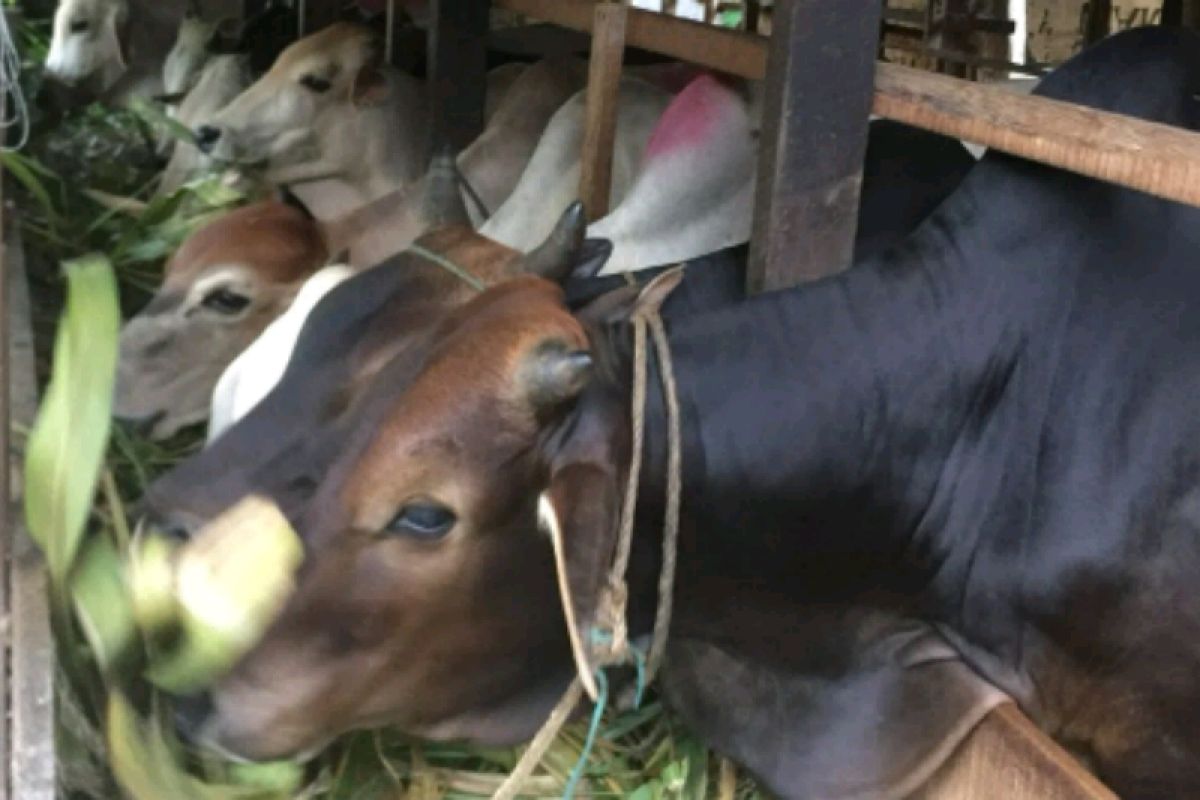 Stok daging sapi-domba kurban Langkat mencukupi