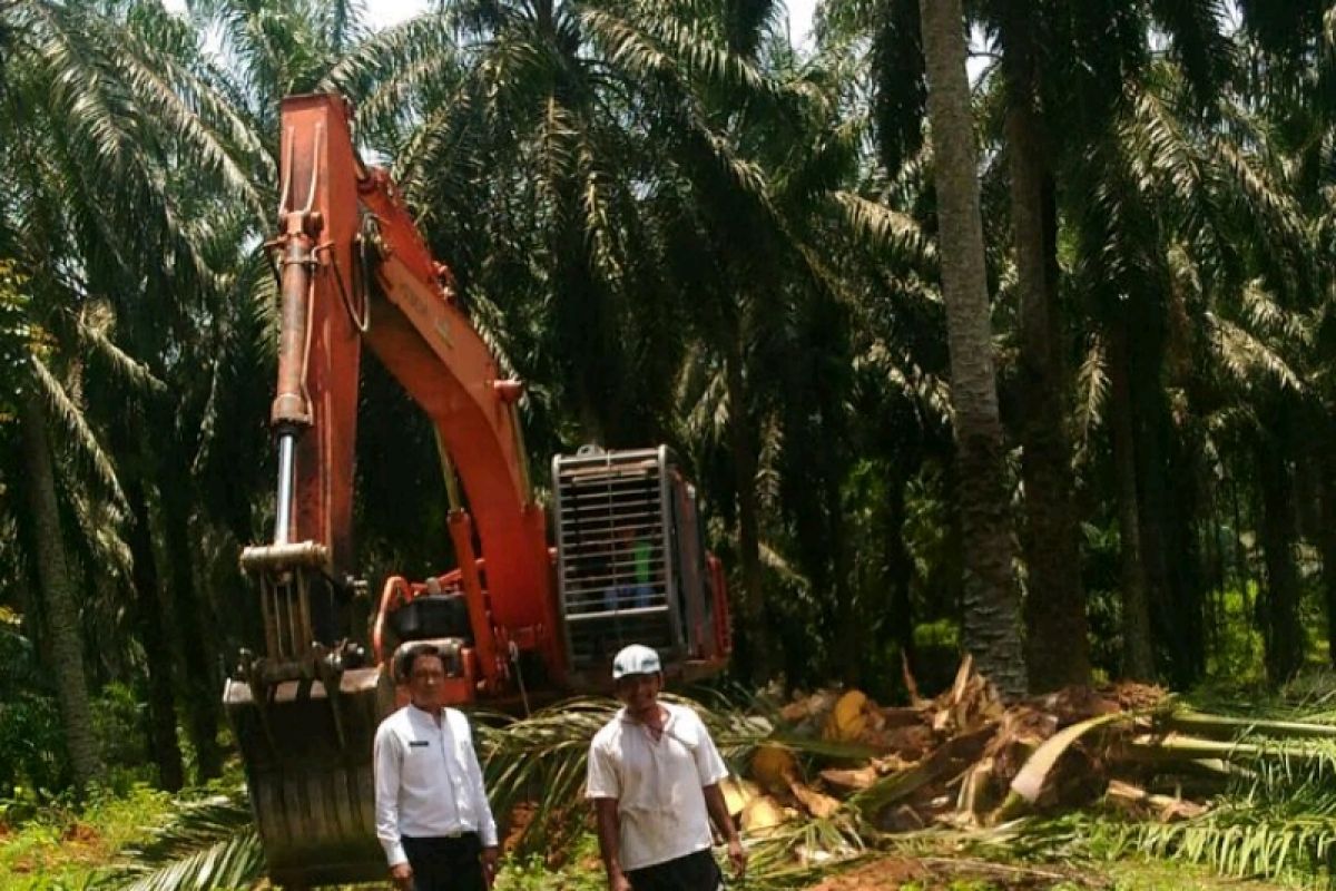 Program peremajaan kelapa sawit Langkat 213 Hektare