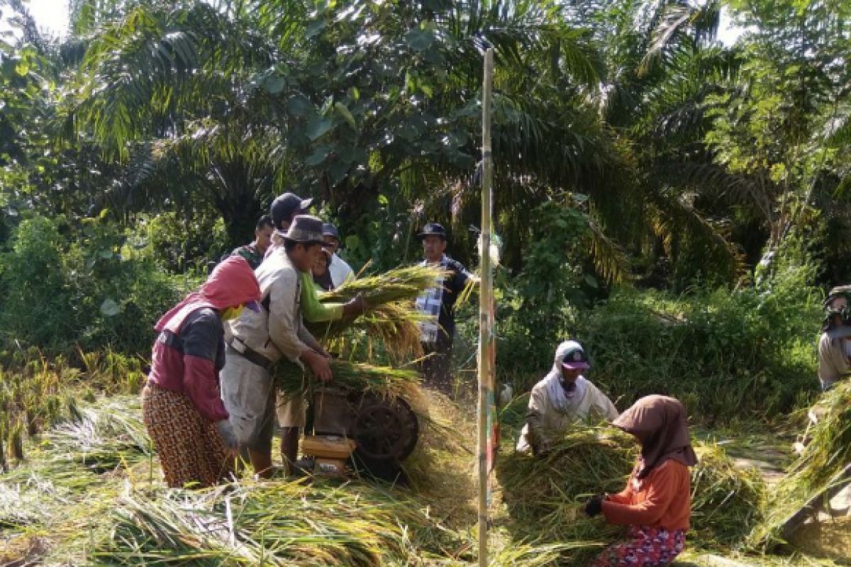 Realisasi tanam padi petani  68,20 persen