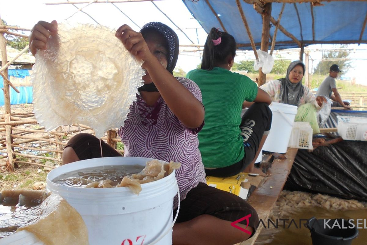 Batakan busy with jellyfish exports