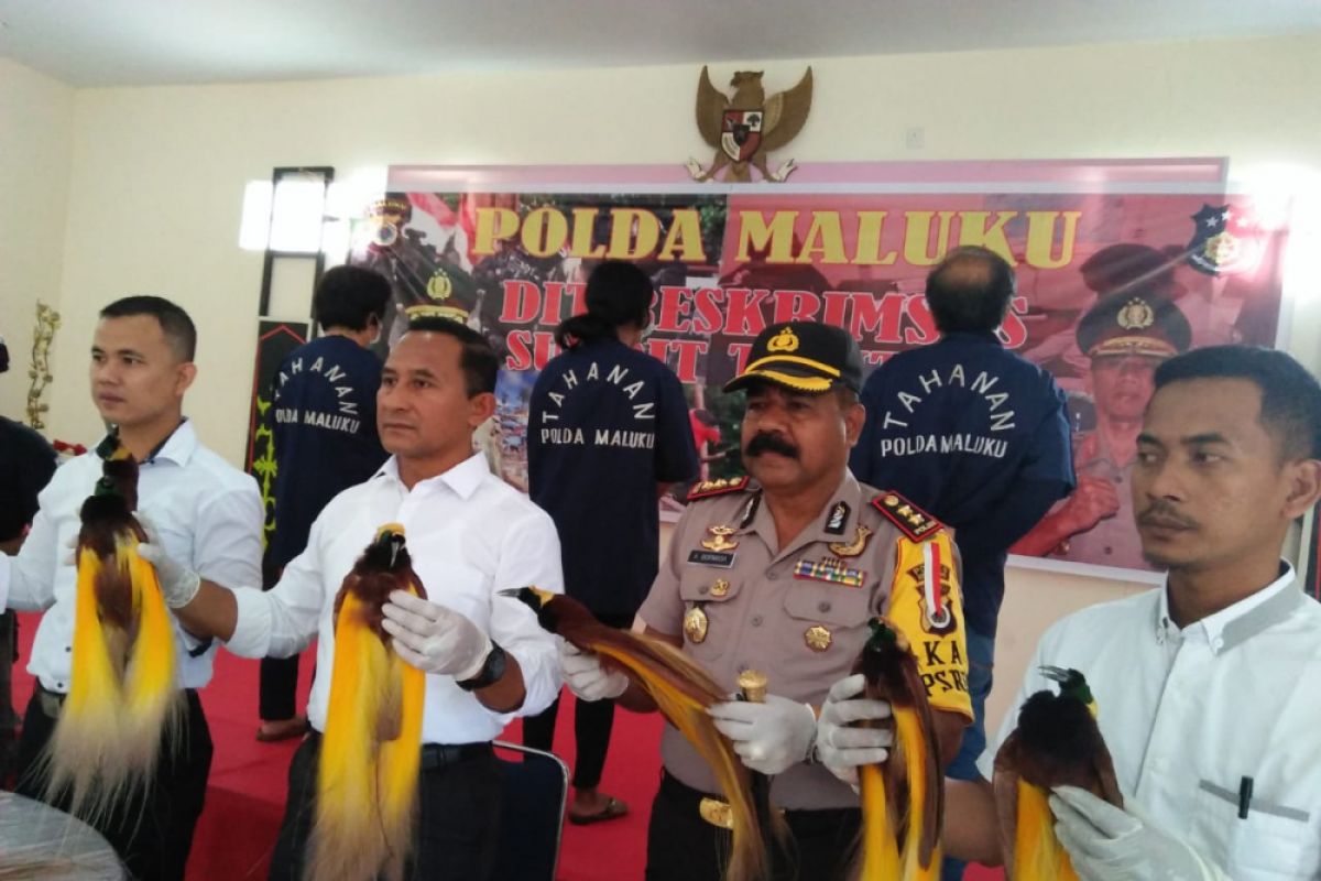 Ditreskrimsus Polres Aru gagalkan penjualan puluhan burung cendrawasih