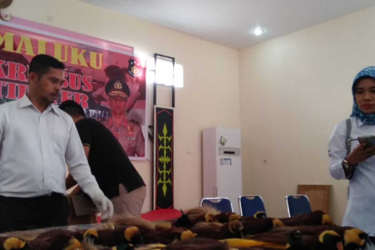 Ditreskrimsus Polda Maluku ungkap jaringan penjual cendrawasih