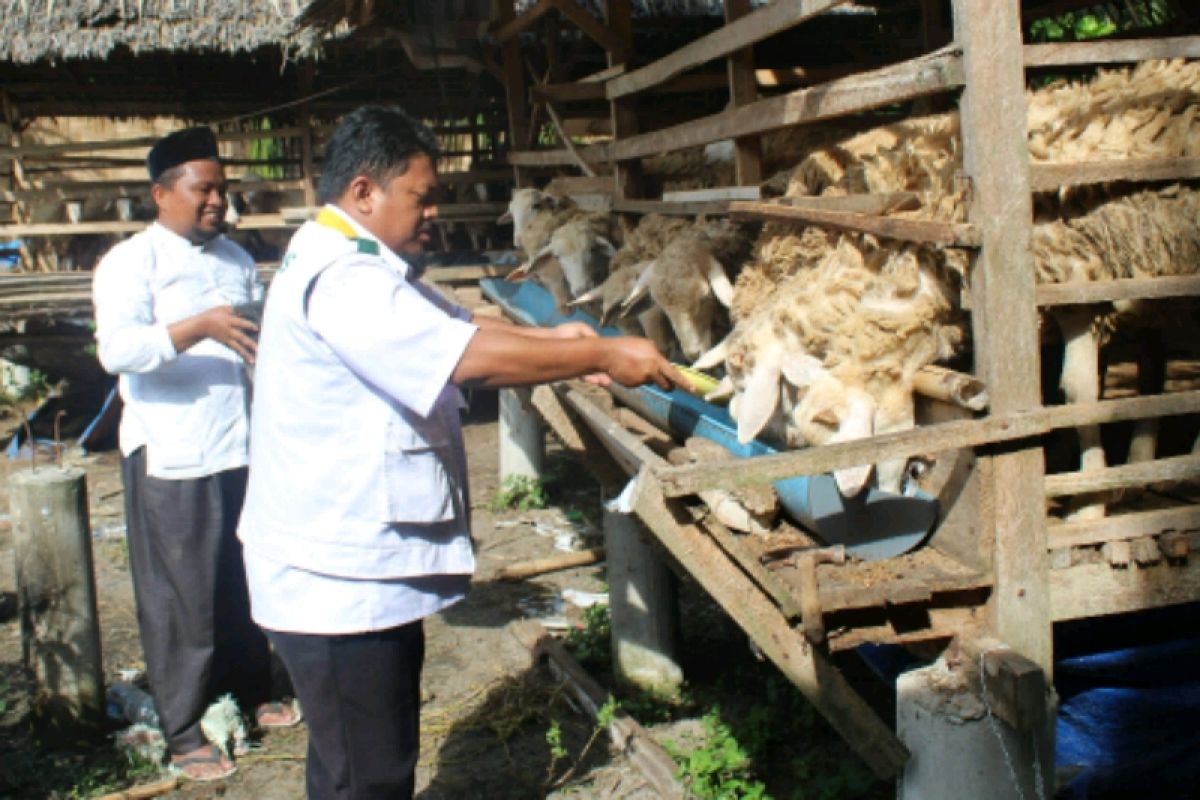 Baznas Langkat targetkan pengembangan domba 1.000 ekor