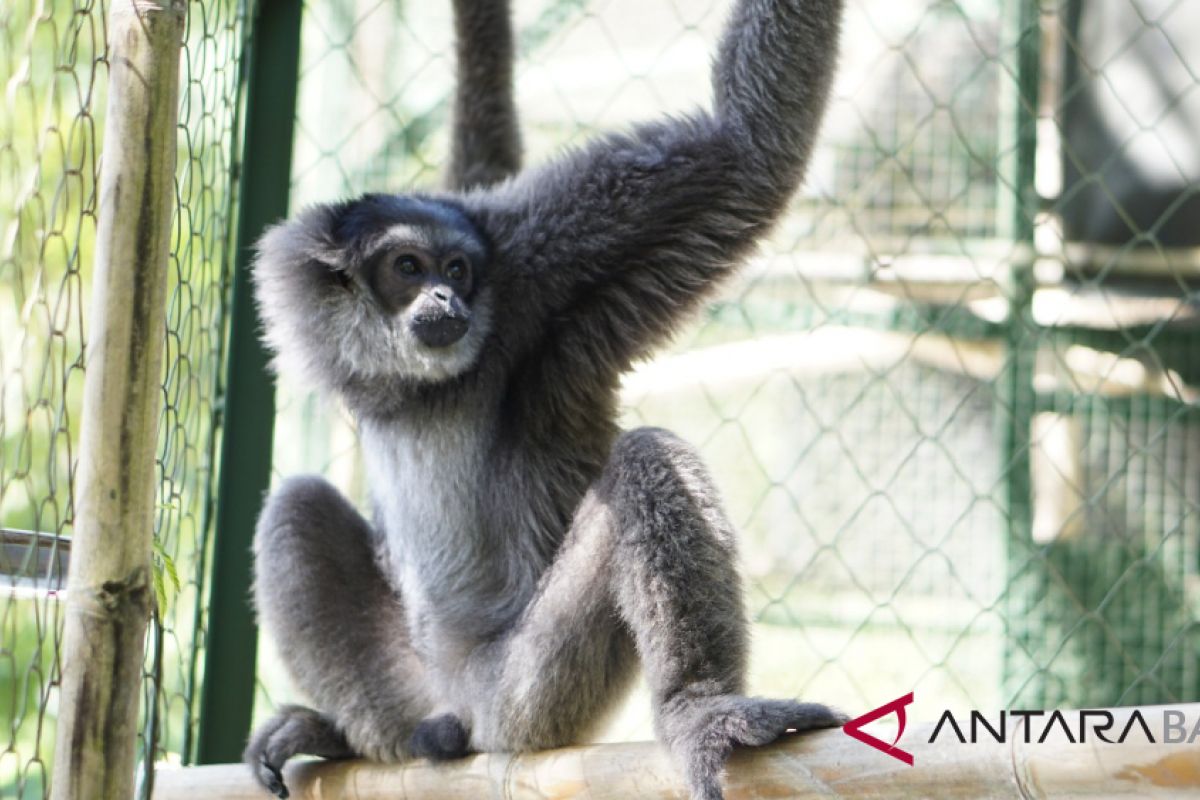 Pulang kampung, Bali Zoo siap lepasliarkan owa Jawa