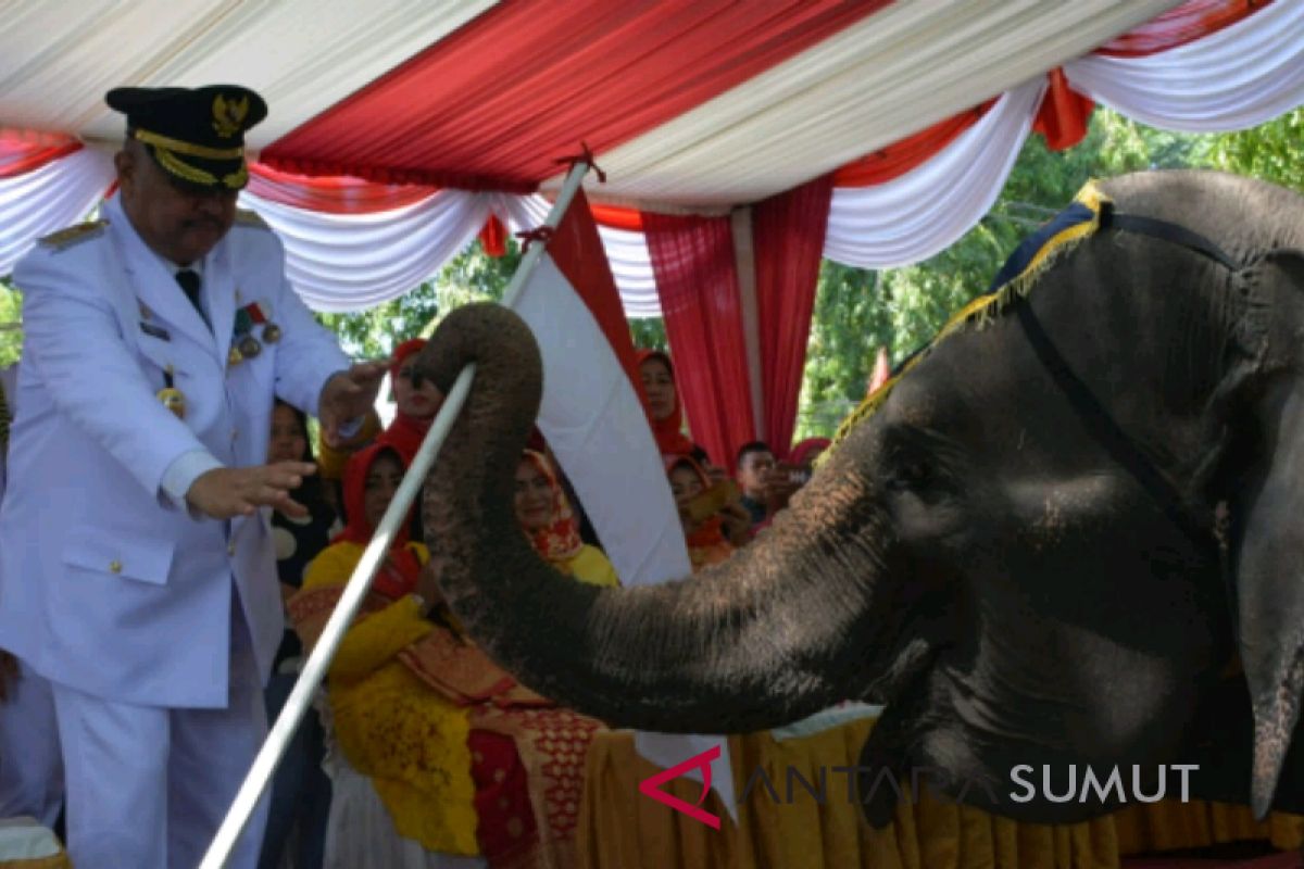 Dua ekor gajah tangkahan meriahkan hari kemerdekaan