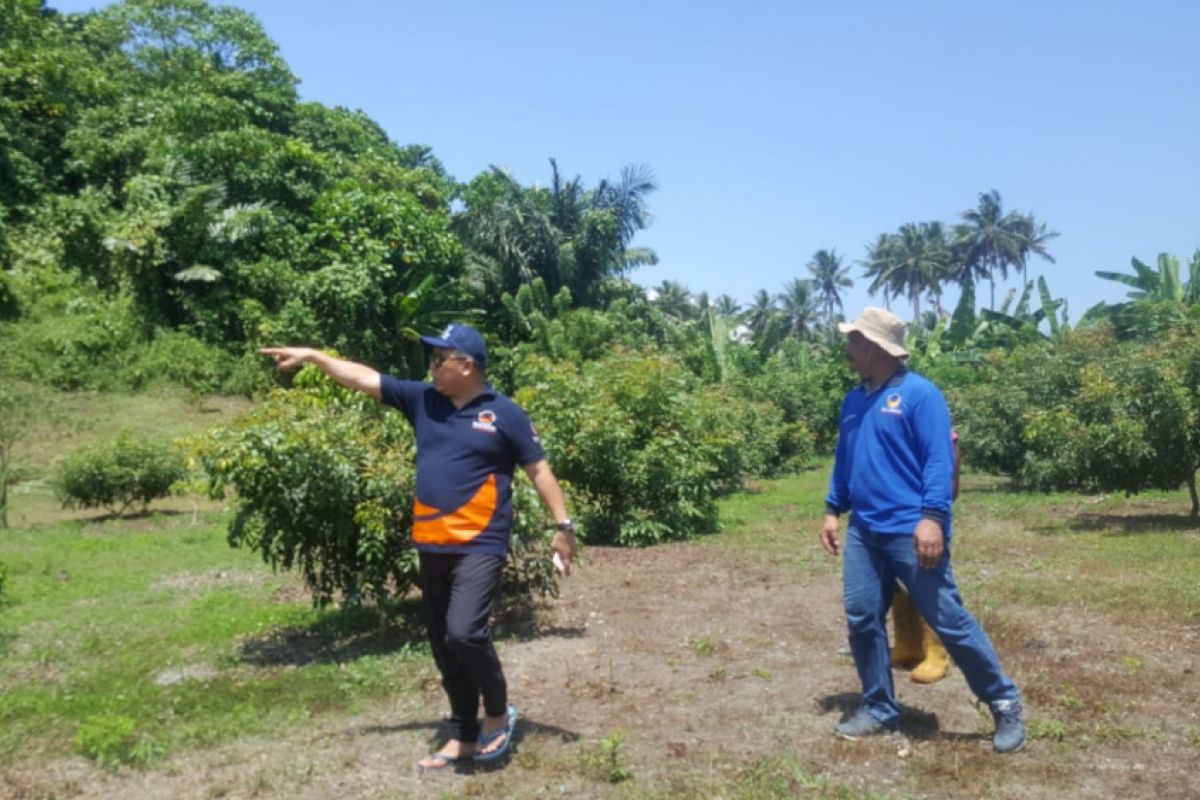 Nasdem bangun kebun hortikultura untuk petani Donggala